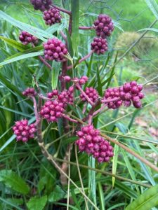 Schlefflera bodineri