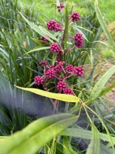 Schlefflera bodineri