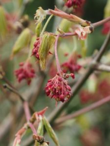 Acer japonicum