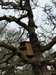 The owl box