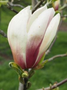 Magnolia ‘Toro’
