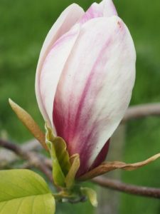 Magnolia ‘Toro’