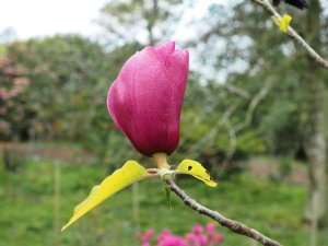 Magnolia ‘Black Tulip’ x M. ‘Caerhays Surprise’
