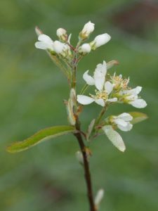 Amelanchier canadensis ‘Rainbow Pillar’ (‘Glennform’)