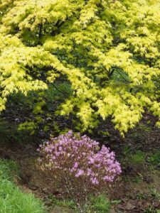 Acer palmatum ‘Summer Gold’