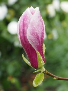 Magnolia ‘Wim Rutten’