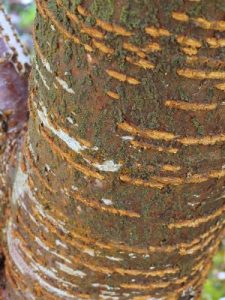 Nice bark as well