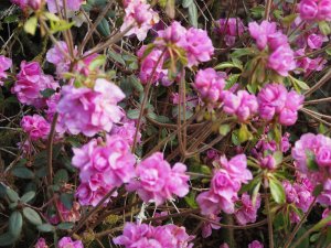Azalea ‘Tebotan’