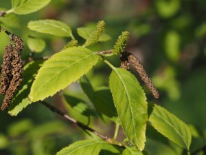 Betula utilis subsp. albosinensis ‘China Ruby’