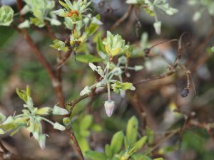 Menziesia ciliicalyx ‘Honshu Blue’