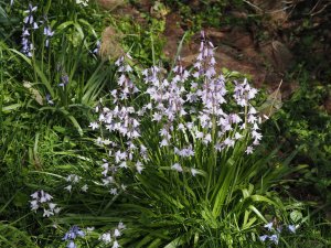 Pink bluebells