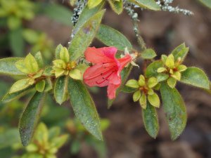 Rhododendron oldhamii