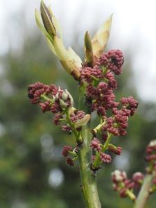 Daphniphyllum chartaceum (KWJ 12244)