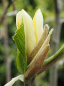 Magnolia ‘Illini Gold’