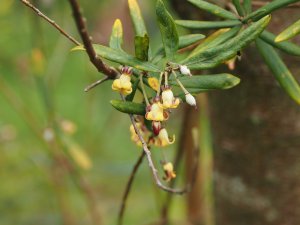 Pittosporum bicolor