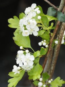 Crataegomespilus ‘Jules d’Asnières’