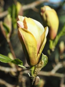 Magnolia x brooklynensis ‘Sunsation’