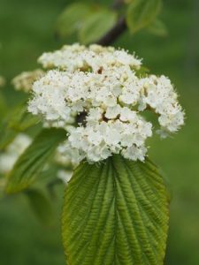Viburnum erosum