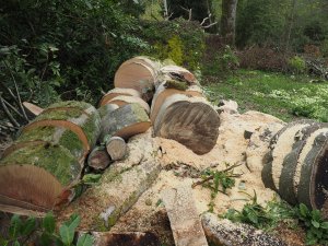 Another beech tree trunk
