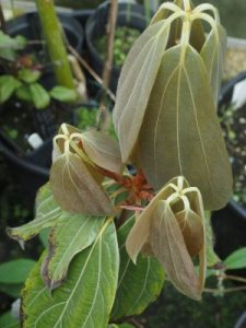 Neolitsea levinei – TH 4479
