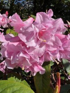 Rhododendron ‘Johnnie Johnstone’