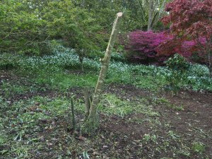 Cornus kousa