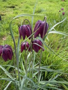 Fritillaries