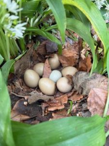 pheasants nest