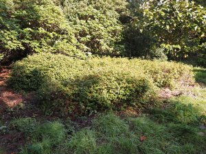 Rhododendron williamsianum