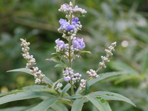 Vitex agnus – castus