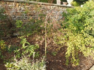 drought struck acer