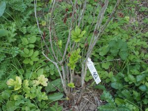 Rhododendrons planted in the spring with dieback
