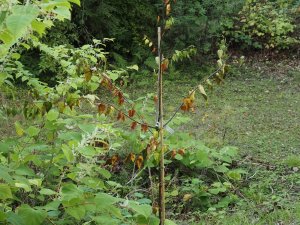 drought struck birch