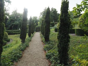 Irish yews