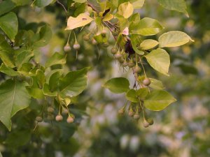 Styrax japonicus ‘Emerald Pagoda’