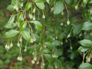 Styrax formosanus