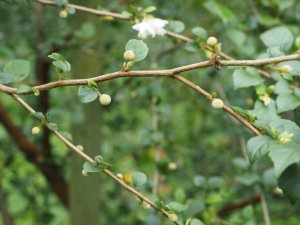 Styrax wilsonii