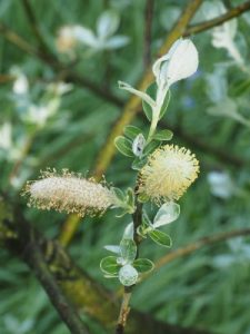 Salix hookeriana