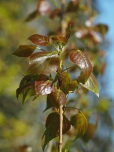 This is a cross between P. deltoides (American) and P. nigra (European)