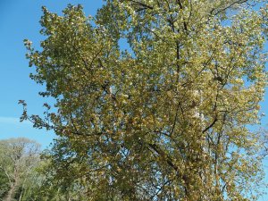 This is a cross between P. deltoides (American) and P. nigra (European)