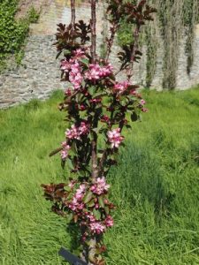 Malus ‘Laura’