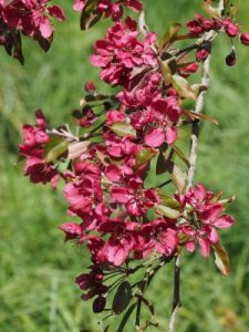Malus x purpurea ‘Crimson Cascade’