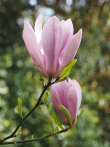 Magnolia ‘Ann’