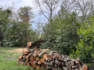 Prunus pilosiuscula
