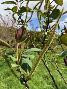 Salix magnifica