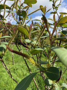 Salix magnifica