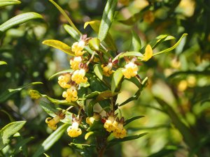 Pittosporum bicolor