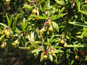 Pittosporum bicolor