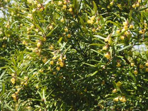 Pittosporum bicolor