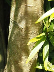 Pittosporum bicolor
